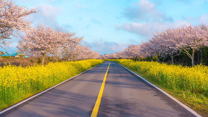 Mùa Xuân trên đảo Jeju